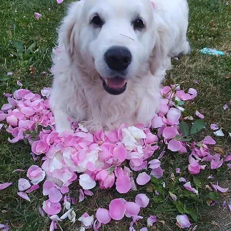 Chez Celine En Campagne